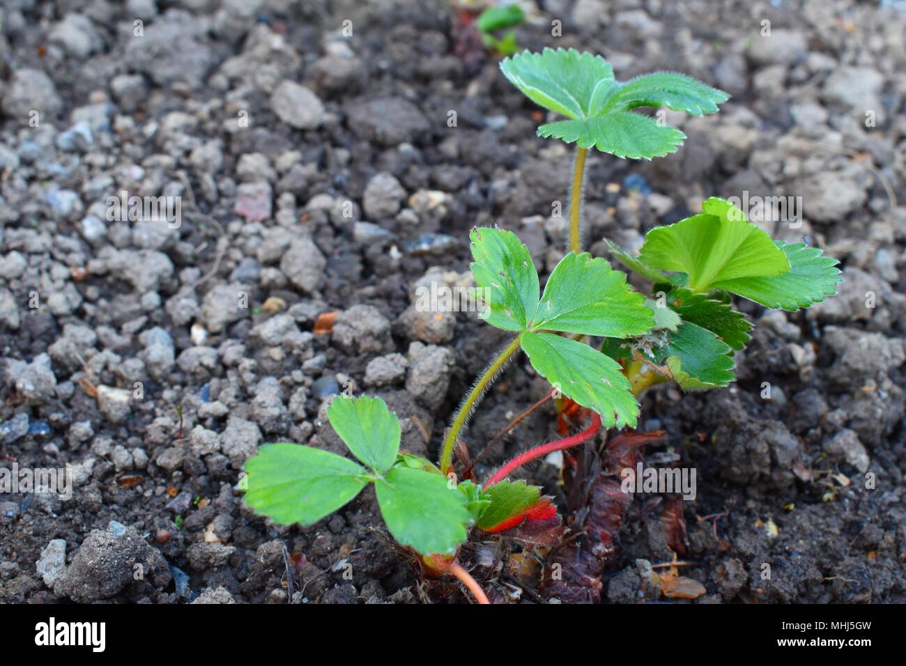 Primo piano di una giovane pianta di fragole crescono su un riparto con copia spazio. Foto Stock