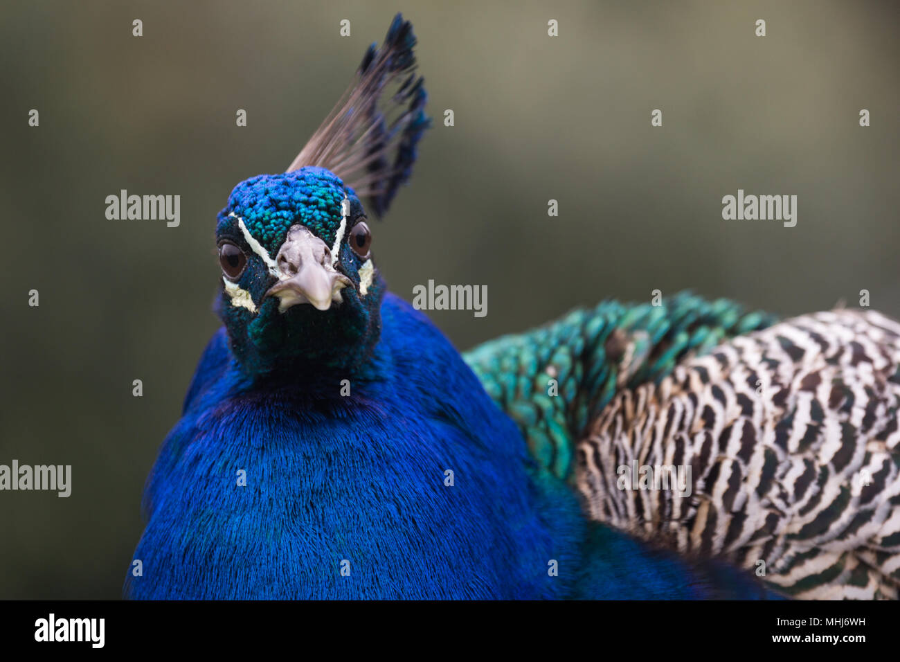 Close-up verticale della testa di blu Peafowl indiano (peacock) uccello che mostra il crest / corona ornamento e iridescente metallico / piume colorate, Dorset, Regno Unito Foto Stock