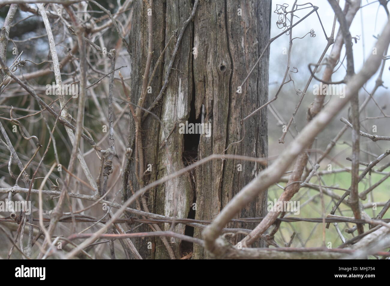 Un vecchio palo di recinzione stagionato e recinzione di filo spinato, overgrown con ramoscelli e viti, Missouri rurale, MO rurale, Stati Uniti, Stati Uniti, Stati Uniti, STATI UNITI. Foto Stock