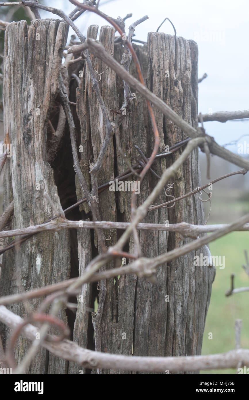 Un vecchio palo di recinzione stagionato e recinzione di filo spinato, overgrown con ramoscelli e viti, Missouri rurale, MO, Stati Uniti, Stati Uniti, Stati Uniti, STATI UNITI. Foto Stock