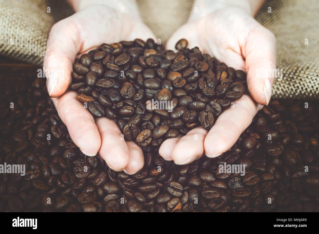 La produzione di caffè concetto - la donna è in possesso di freschi fagioli arrosto nelle sue mani su una scrivania di legno e un sacco di tela (effetto vintage). Foto Stock