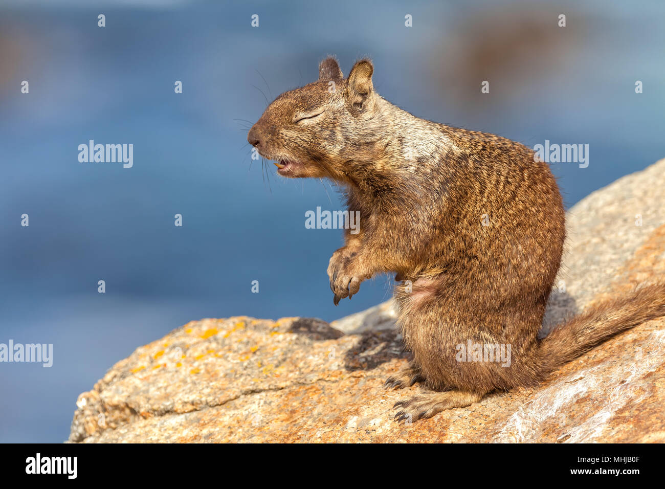 La massa della California scoiattolo (Otospermophilus beecheyi) era a prendere il sole sulla roccia a Monterey in California, Stati Uniti. Foto Stock
