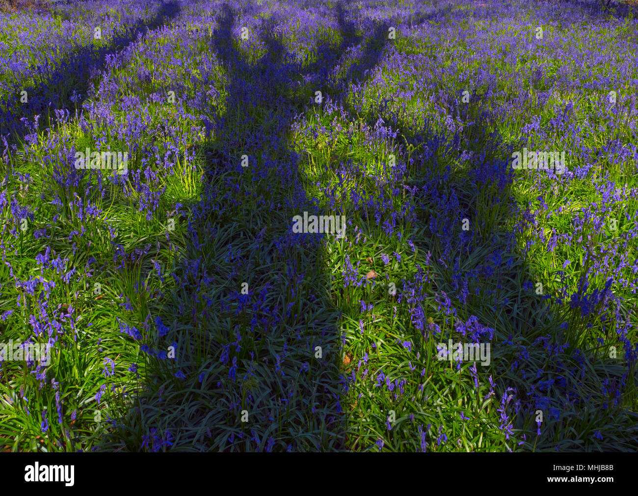 Albero di quercia Quercus robur ombra su bluebells Foto Stock