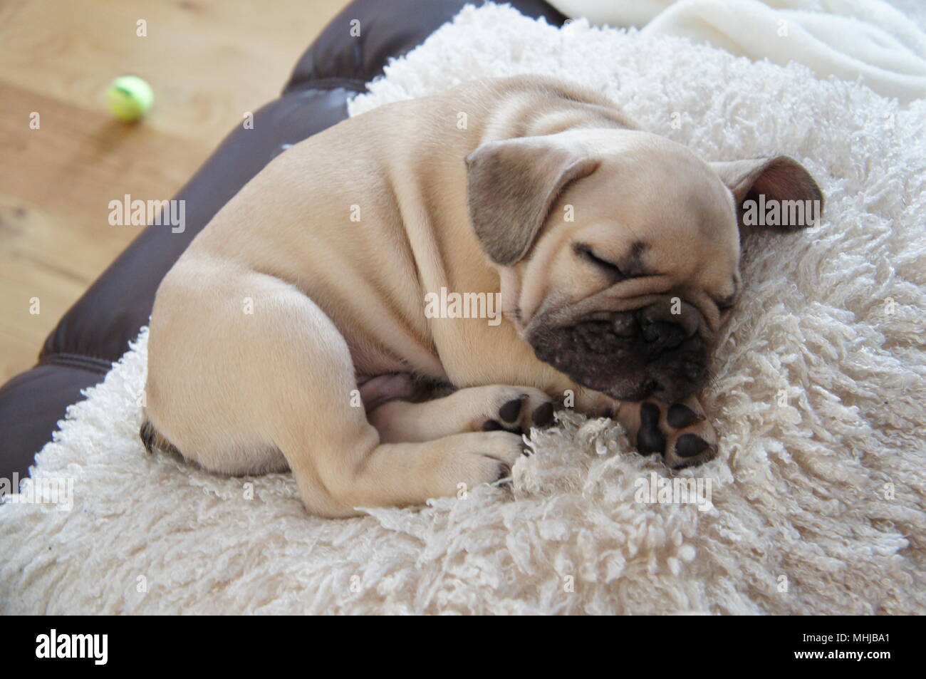 Sleeping bulldog francese cucciolo un francese pug pupper Foto Stock
