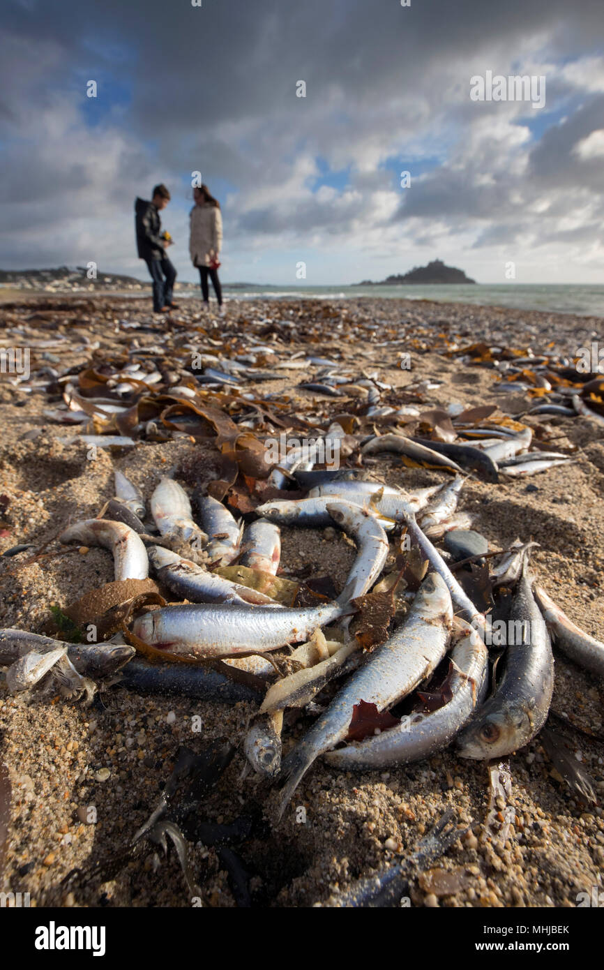 Sardine; Sardina pichardus morti lavato fino sulla spiaggia Marazion; Cornovaglia; Regno Unito Foto Stock