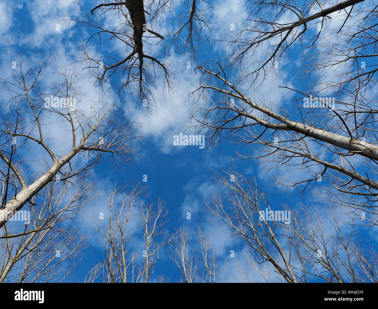 Verso il cielo e l'universo Foto Stock