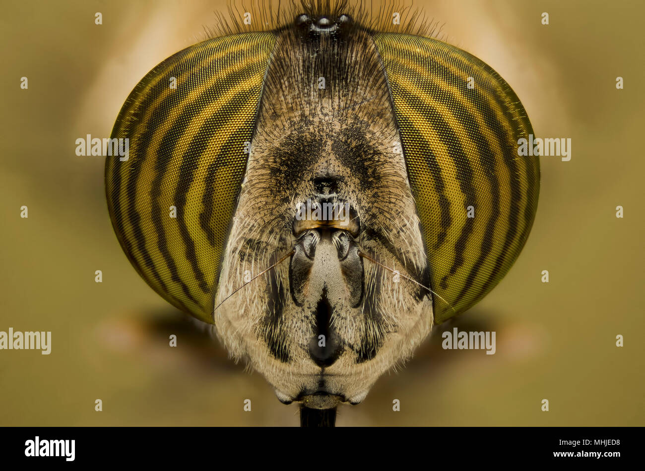 hoverfly Foto Stock