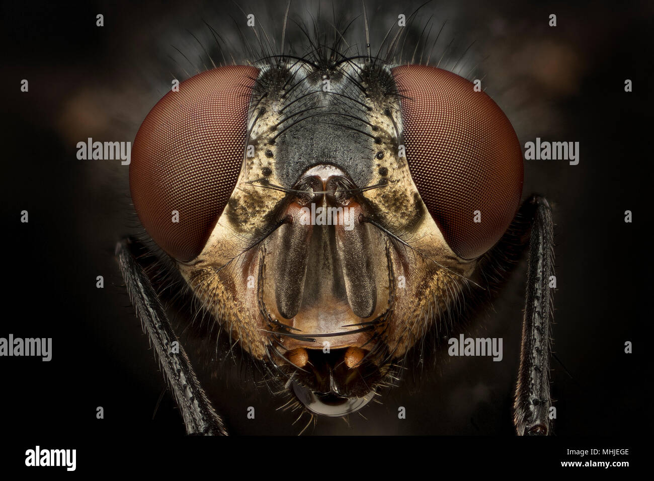 Musca domestica Foto Stock