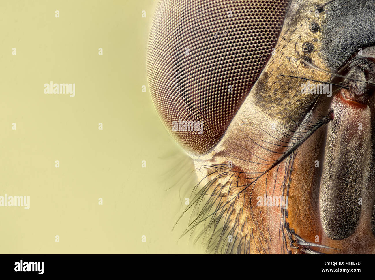 Musca domestica Foto Stock