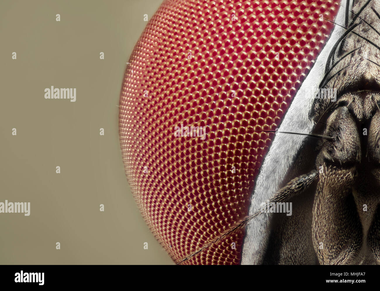 Musca domestica Foto Stock