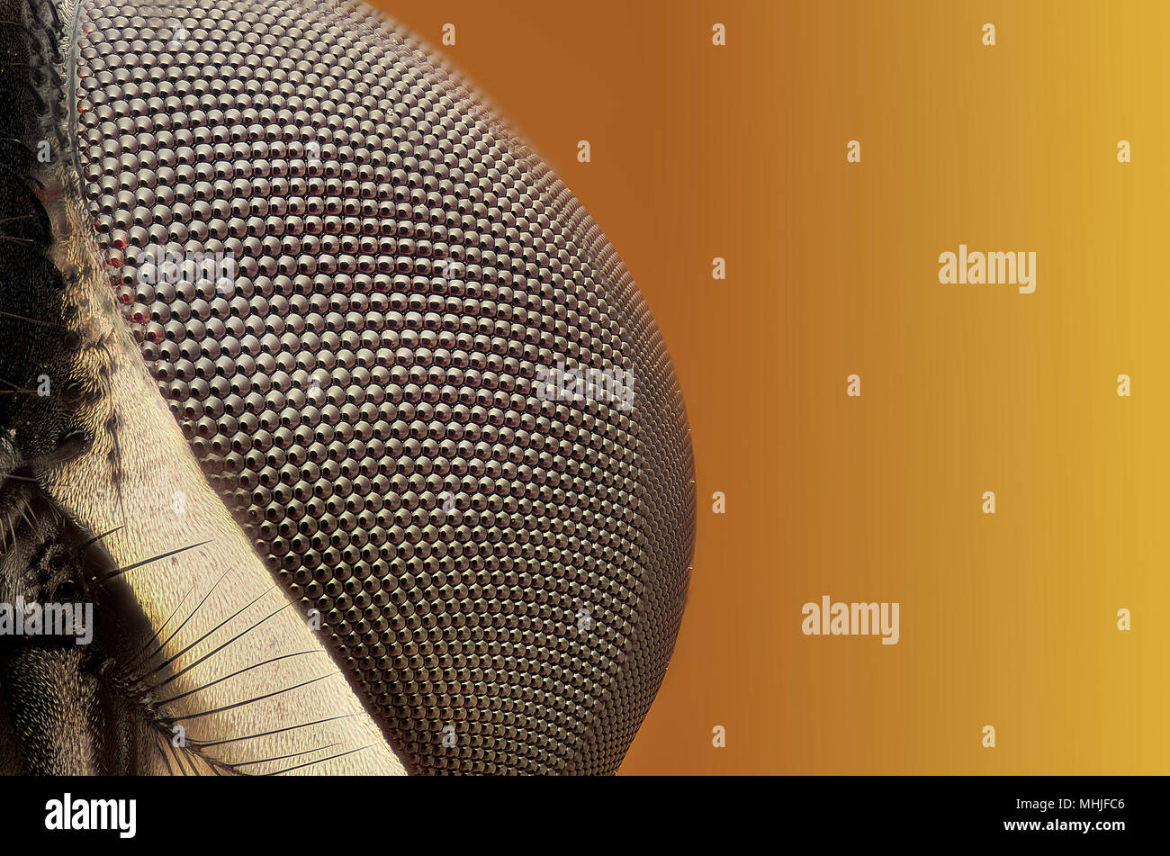 Musca domestica Foto Stock