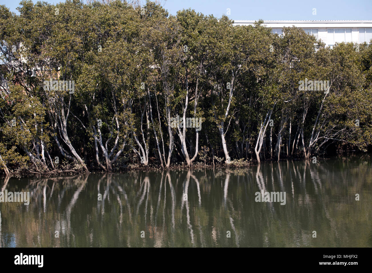 Mangrovie fiume parramatta parramatta Nuovo Galles del Sud Australia Foto Stock