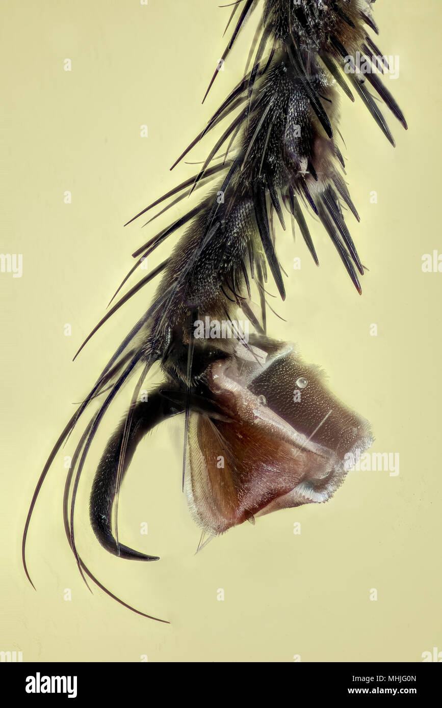 Gamba fly Foto Stock