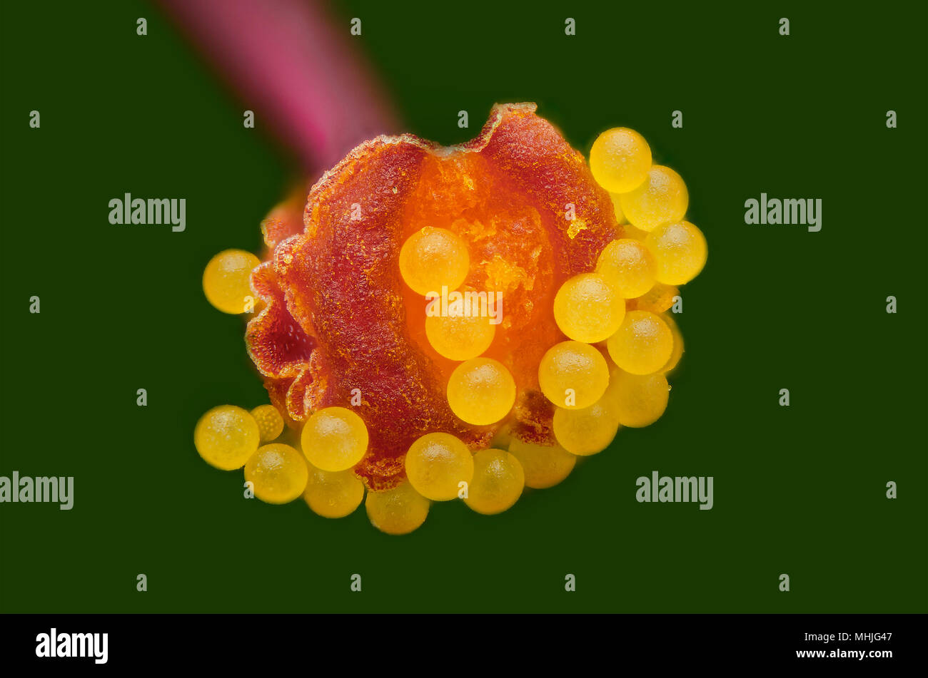 Pollenluciano Foto Stock