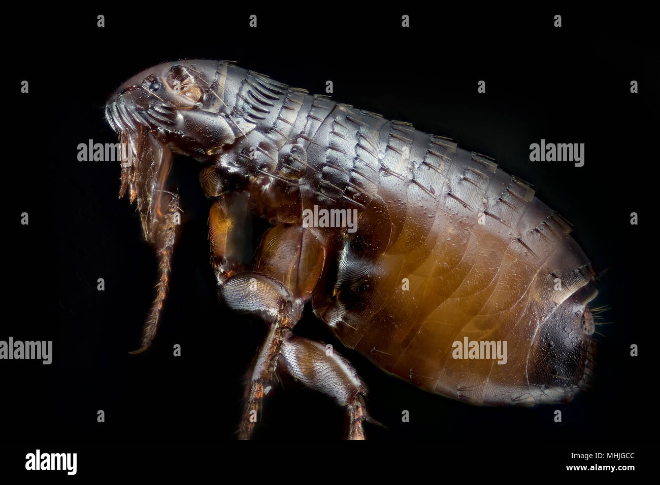 Delle pulci Foto Stock