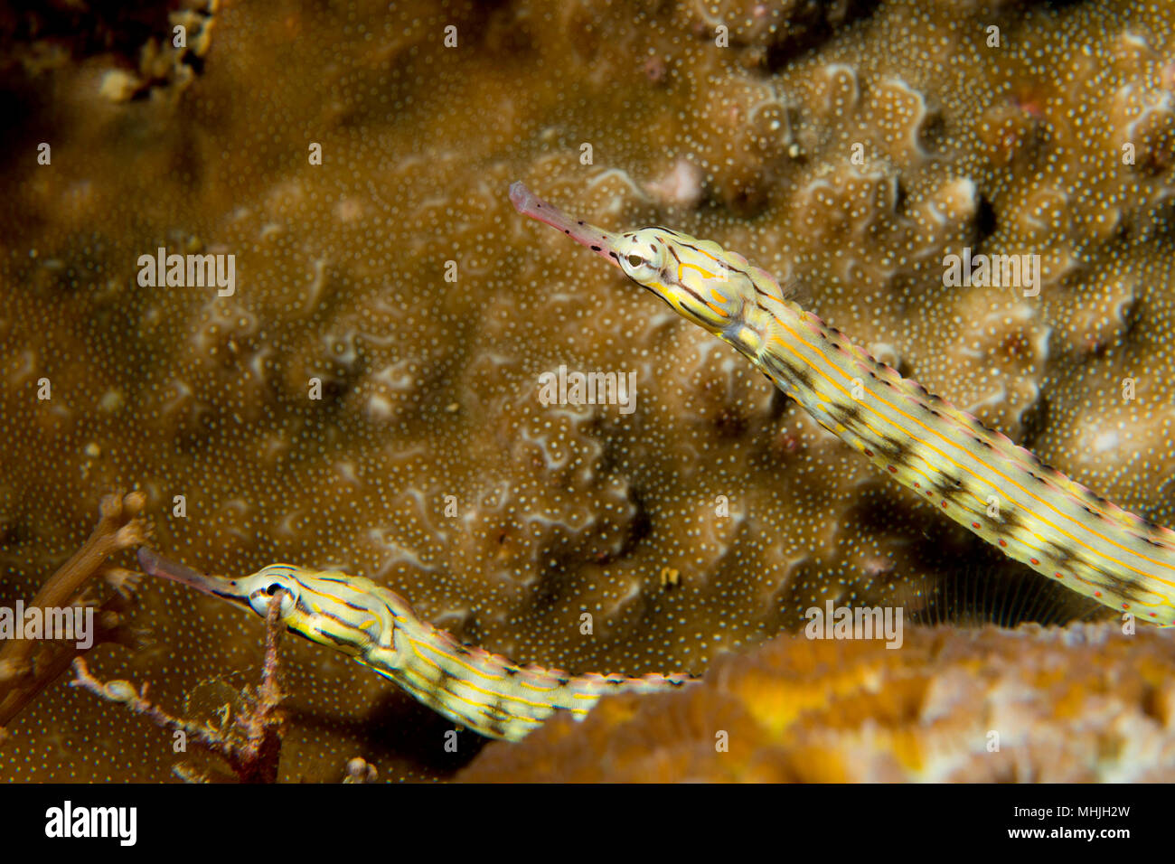 Due serpenti di mare di Cebu, Filippine Foto Stock