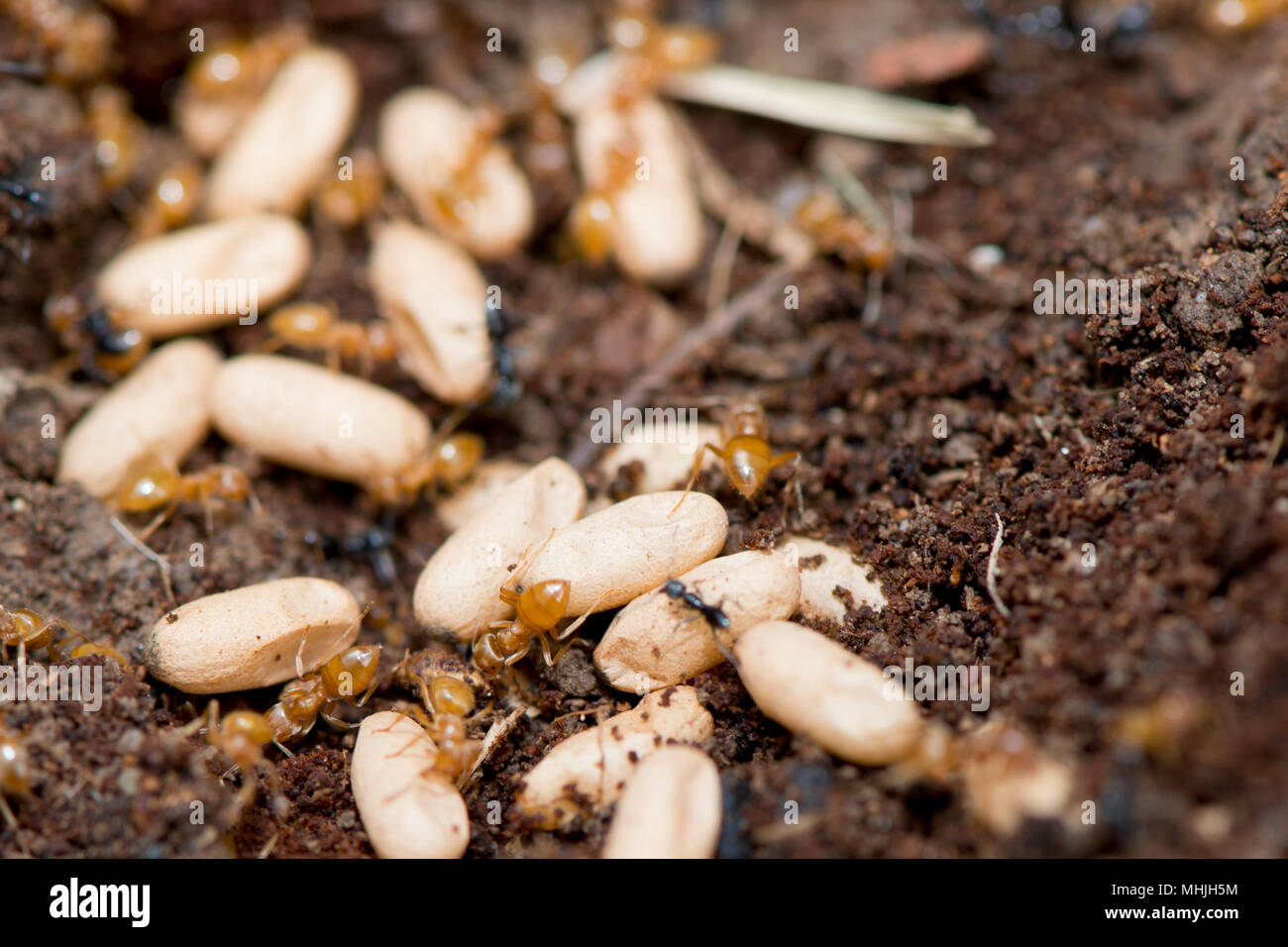 Formicaio Trasparente Fai Da Te - Habitat Per Formiche Con Alimentatore, Osservazione Comportamento Insetti - Foto 5