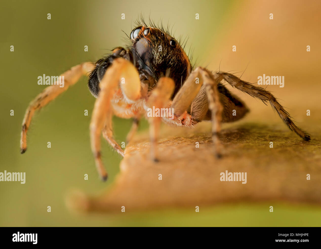 Salticidae Foto Stock