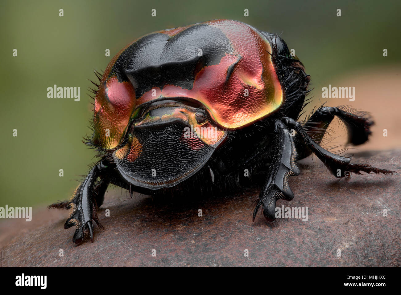 Dung beetle - imperator Foto Stock