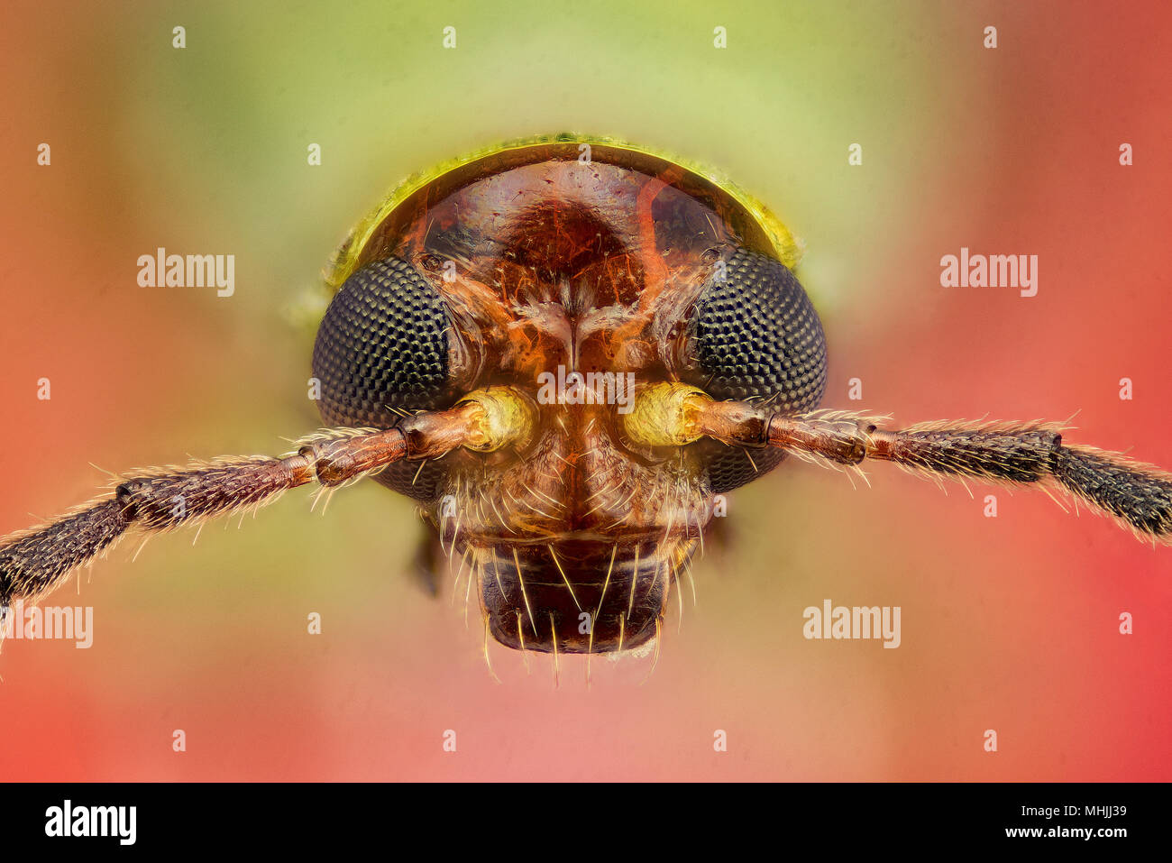 Beetle Diabrotica speciosa. Foto Stock