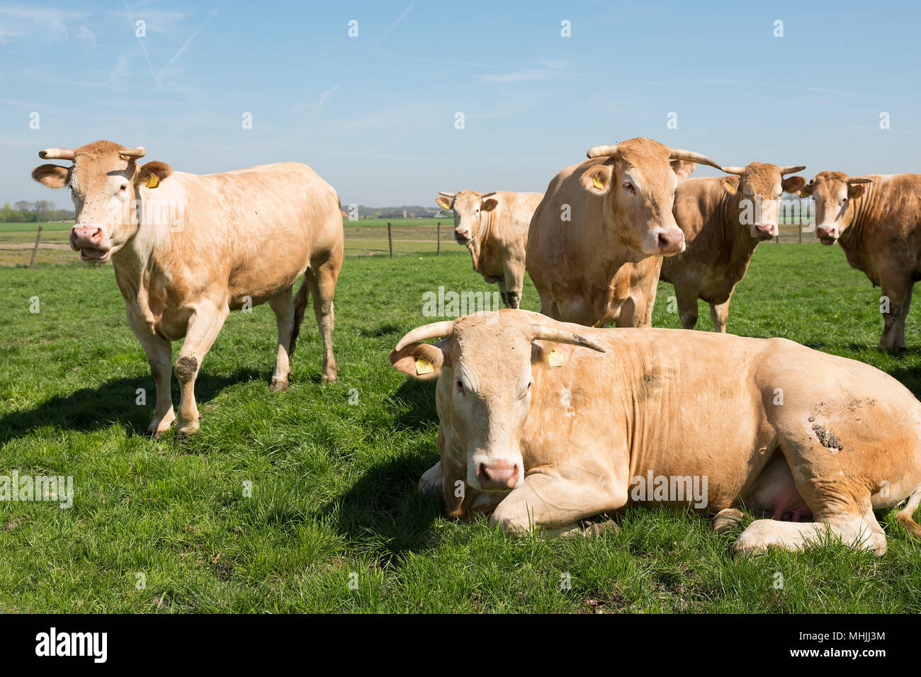 Blonde d'Aquitaine vacche nel verde prato erboso sotto il cielo blu Foto Stock