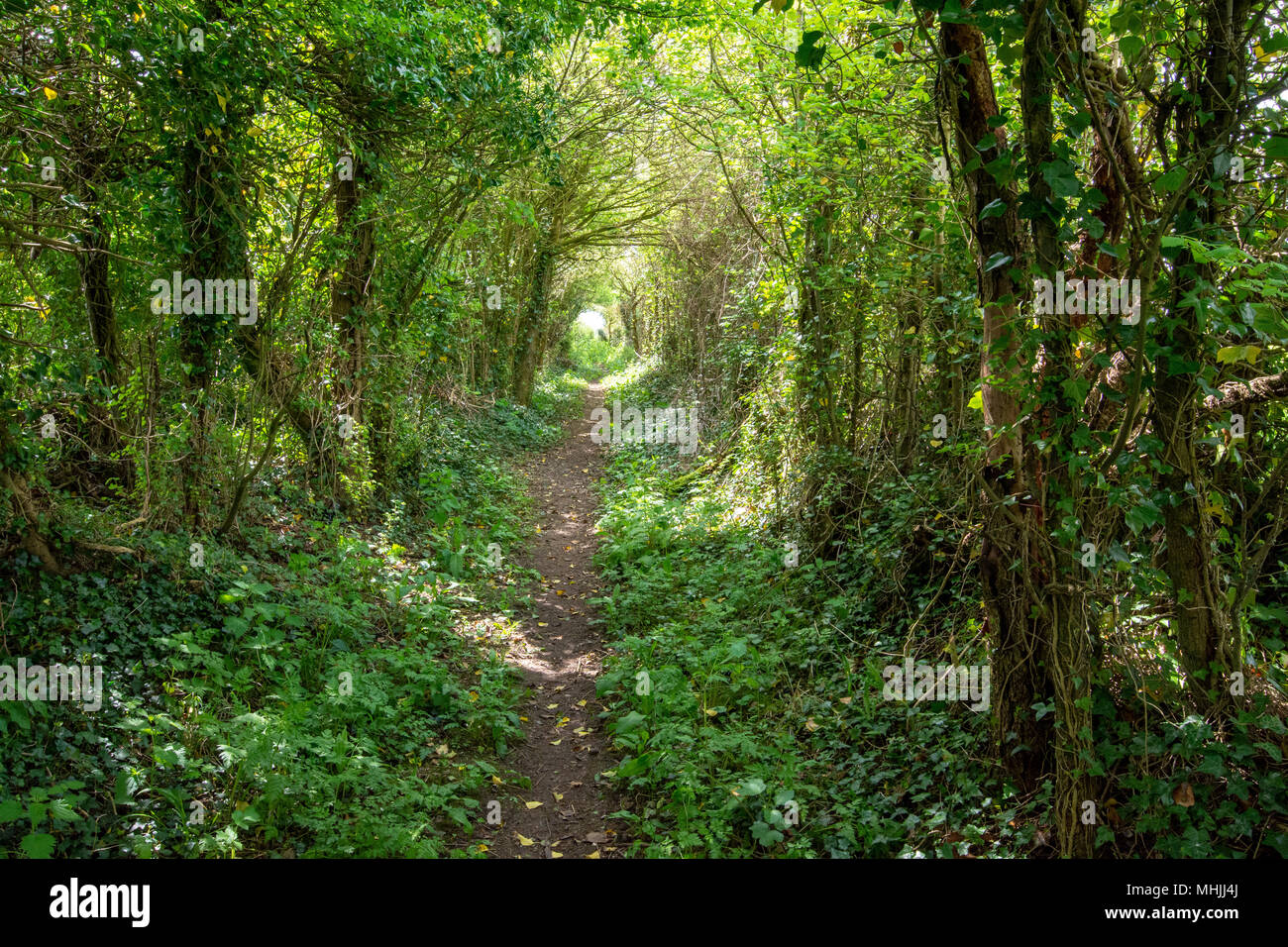 Sentiero attraverso un tunnel di alberi che portano a un'apertura in condizioni di luce solare intensa. Foto Stock