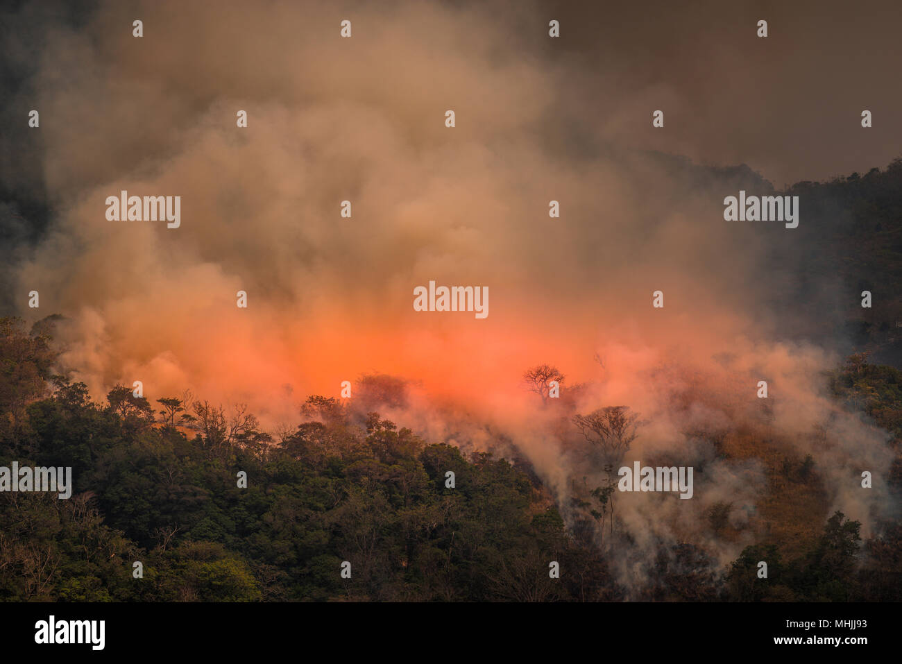 Incendio di foresta - Wildfire in Panama Foto Stock