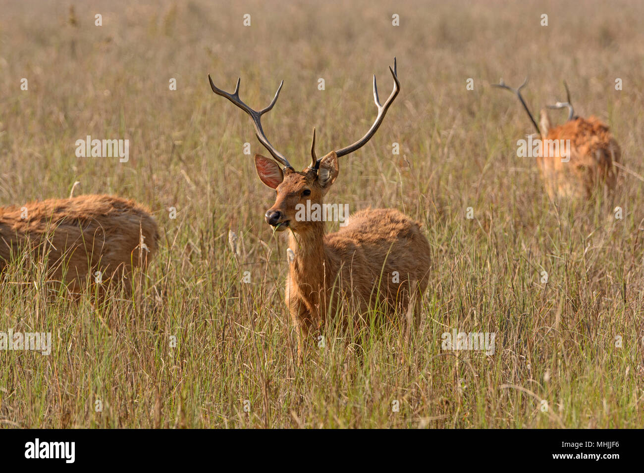 Avvistato cervi nelle praterie sul Parco Nazionale di Kanha in India Foto Stock