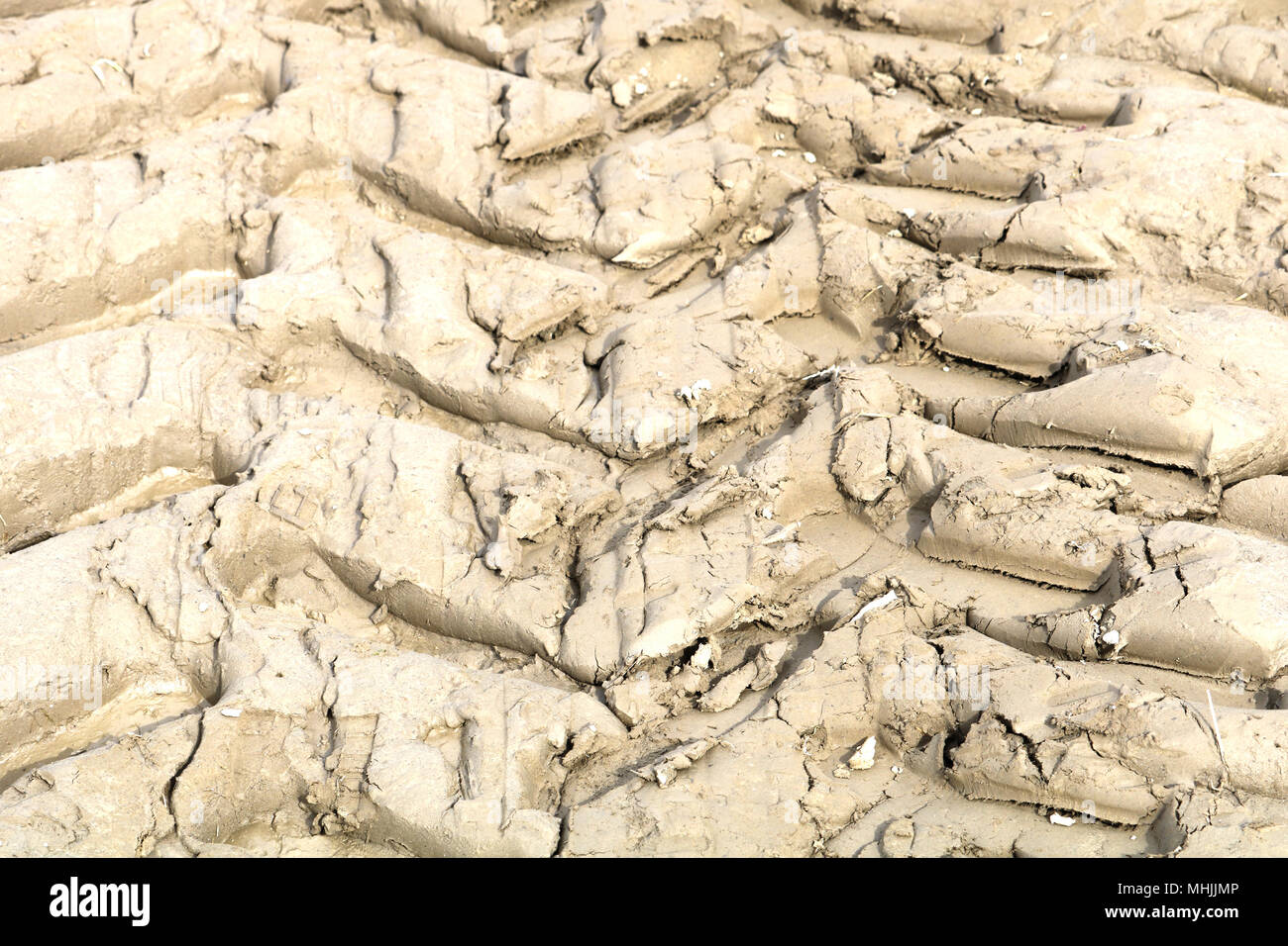 I cingoli del trattore nel fango durante la Skagit Valley Tulip Festival in Mount Vernon, Washington. A causa delle pesanti piogge, il trattore lasciato profonde impr Foto Stock