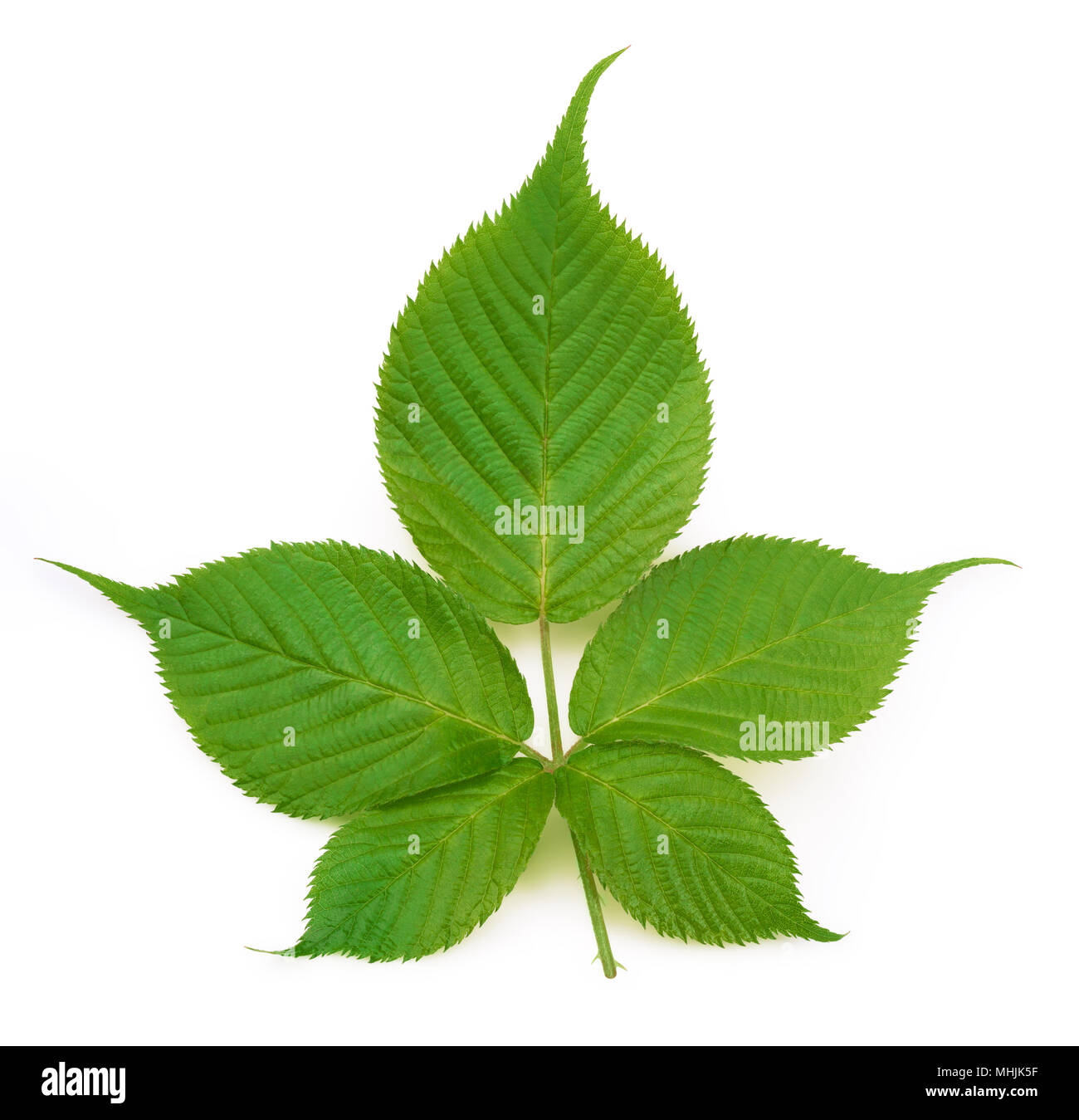 Blackberry isolato in foglia Foto Stock