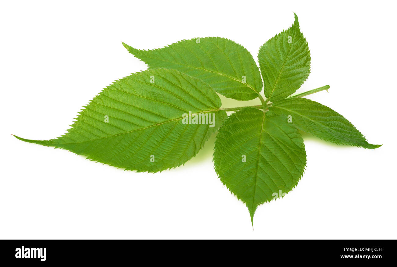 Blackberry isolato in foglia Foto Stock