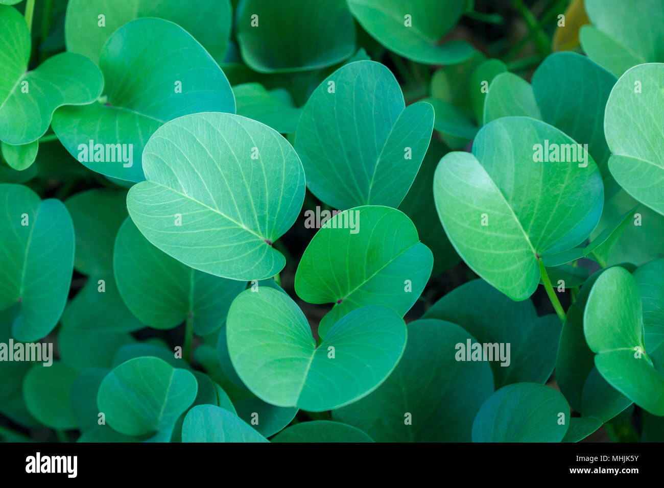 Verde foglie ovali sfondo Foto Stock