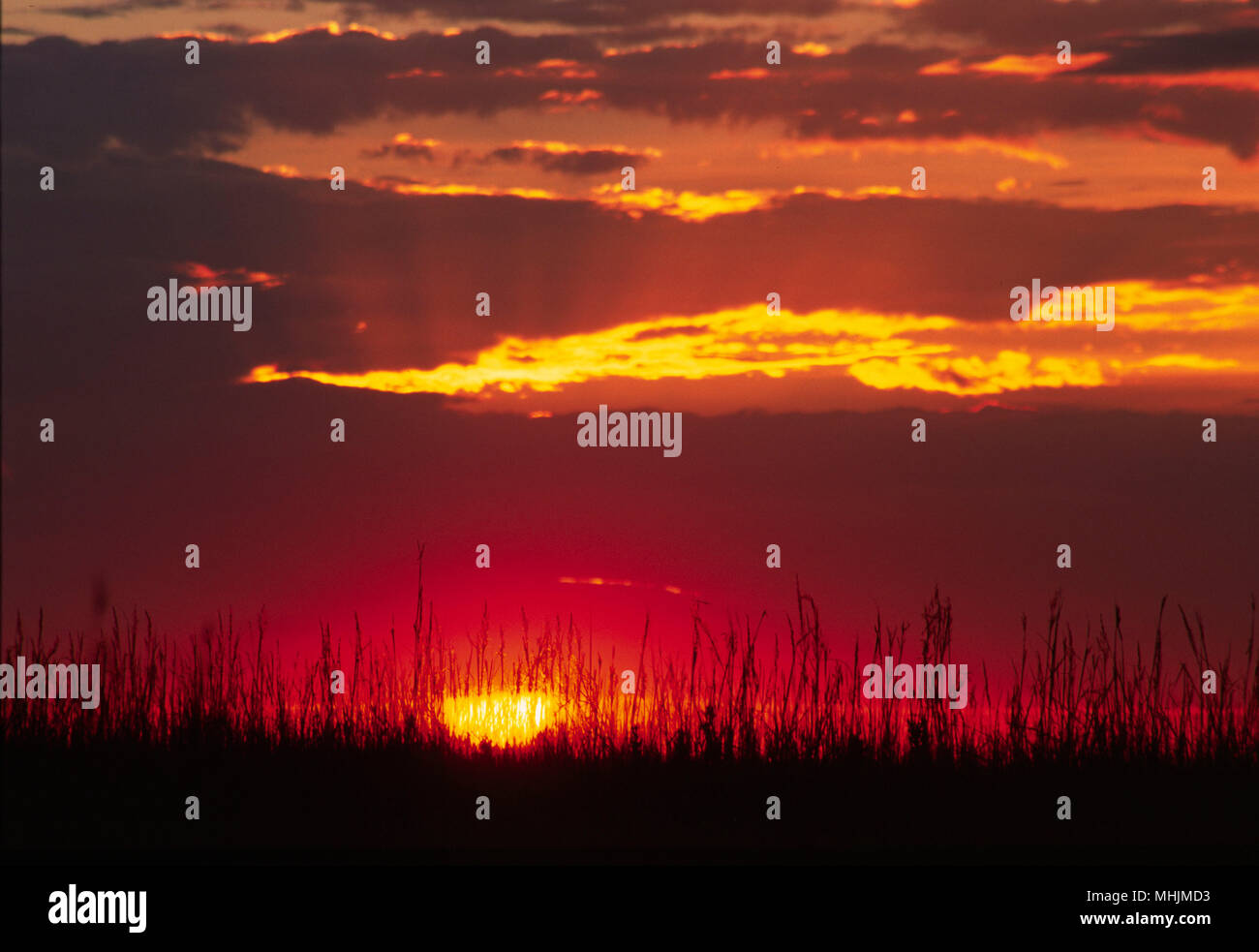 Erba sunrise, Tallgrass Prairie National Preserve, Flint Hills Scenic Byway, Kansas Foto Stock