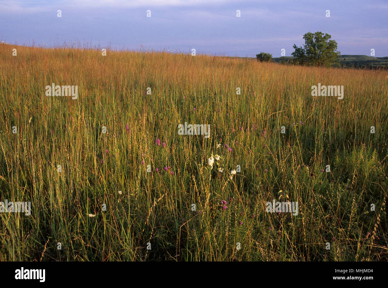 Prairie, Konza Prairie preservare, Kansas Foto Stock