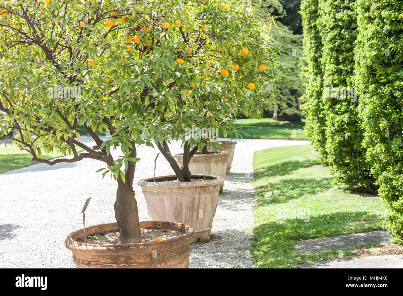 Albero di mandarino con frutti maturi Foto Stock