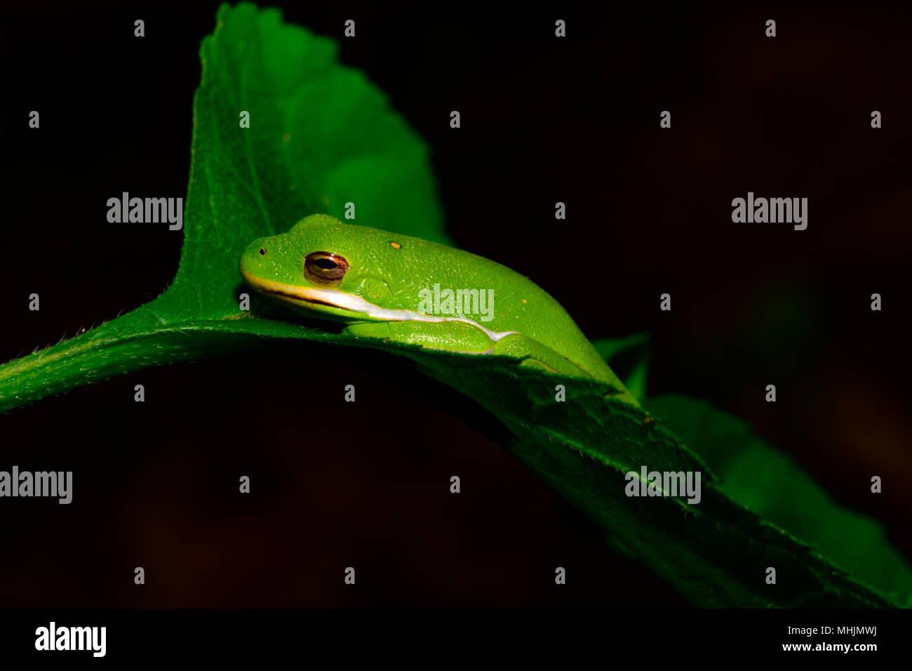 American verde raganella (Hyla cinerea) in appoggio su una foglia. Spazio di copia Foto Stock