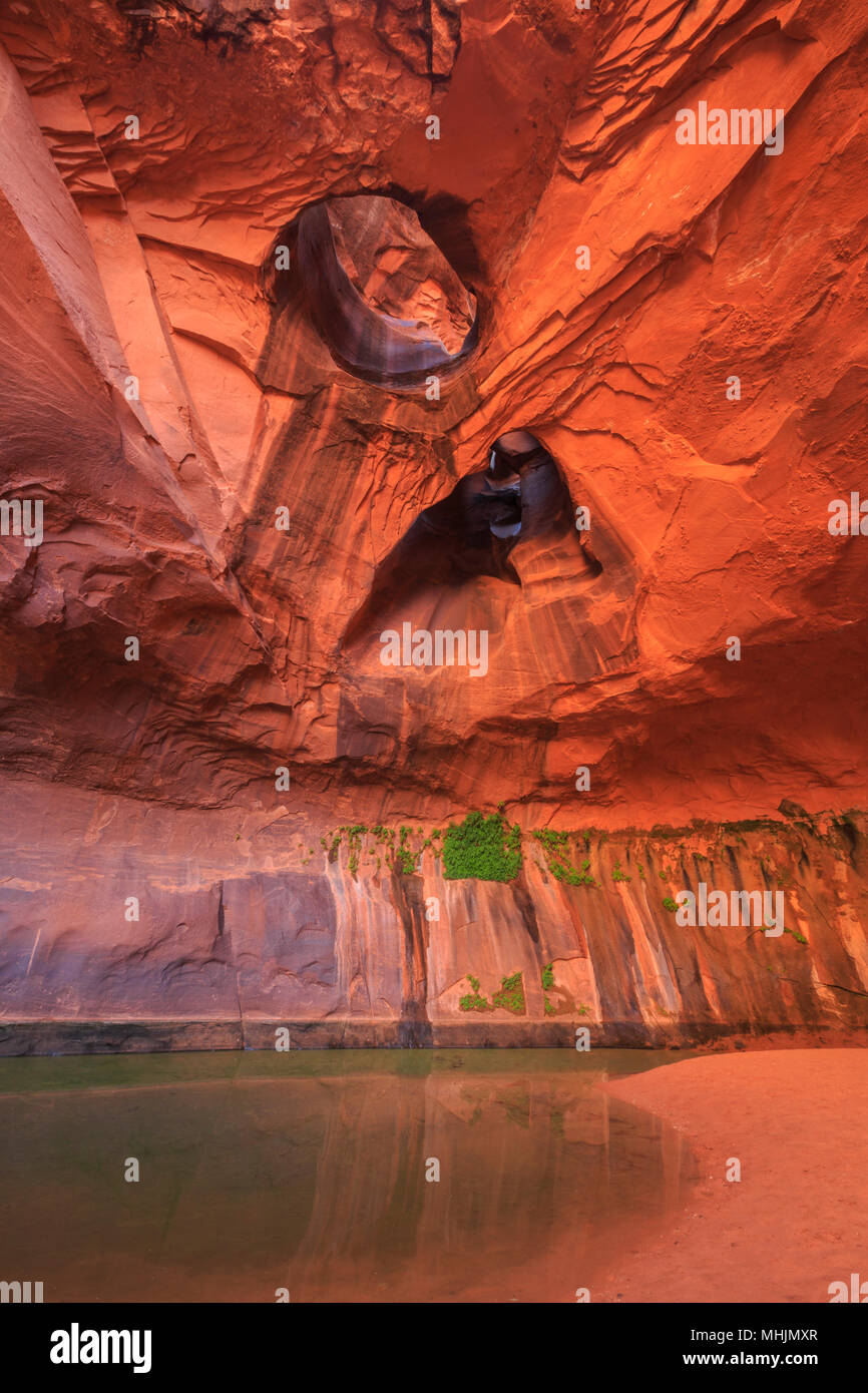 Golden cattedrale grotta in neon canyon di escalante di drenaggio in Glen Canyon National Recreation Area vicino a Escalante, Utah Foto Stock