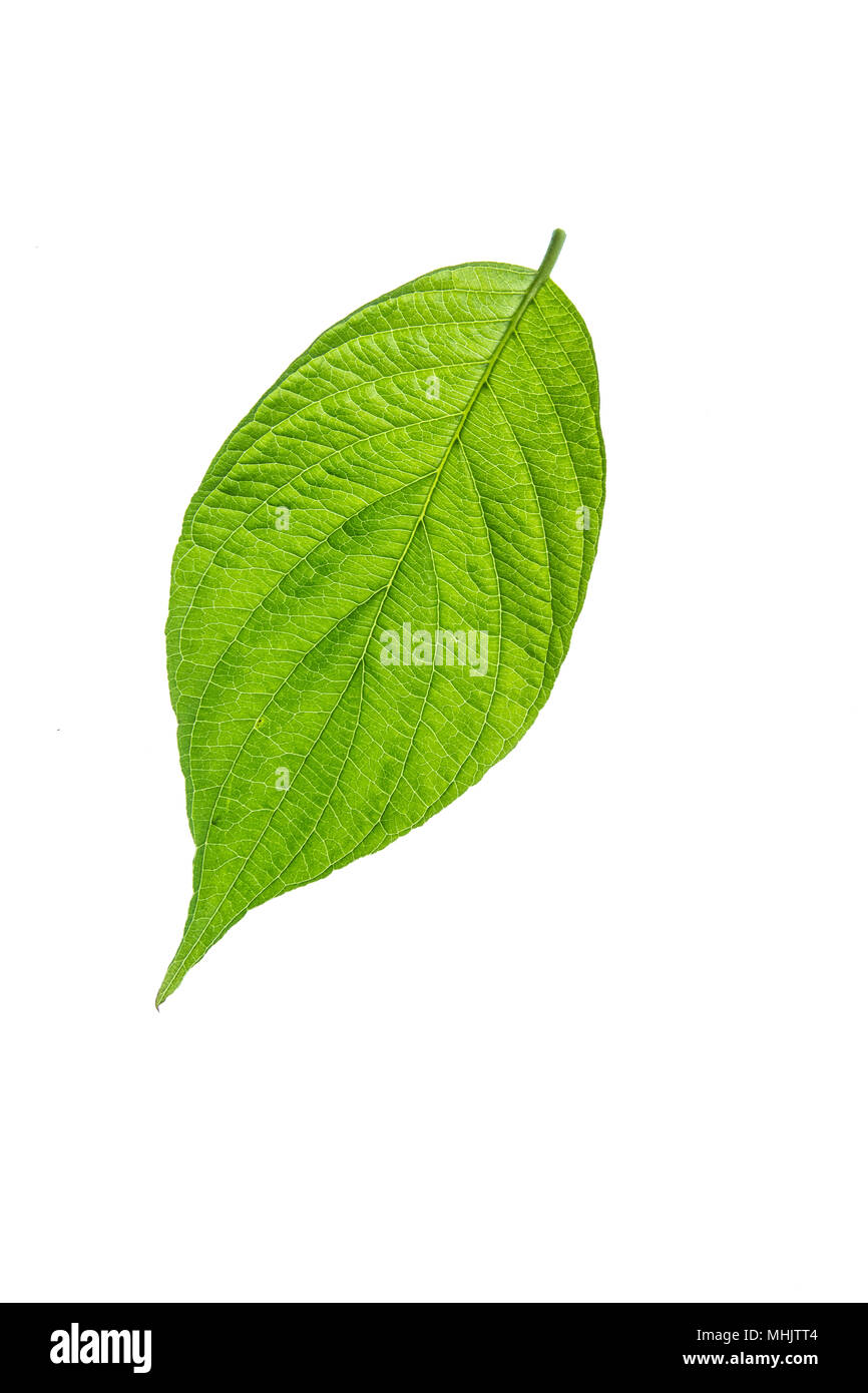 Un singolo sanguinello verde foglia contro un puro sfondo bianco Foto Stock