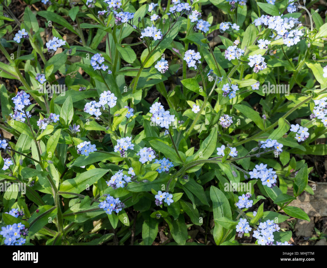 Un telaio di riempimento di immagine blu pallido fiori e fogliame verde del non ti scordar di me, Myosotis sylvatica Foto Stock