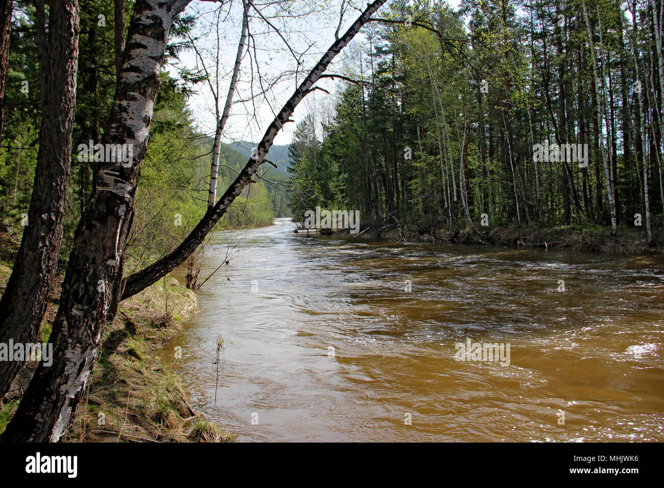 Immagine di panorama di piccole e veloci fiume con la sua acqua tra il verde di alberi e cespugli, cielo blu, e ramo di betulla in primo piano Foto Stock