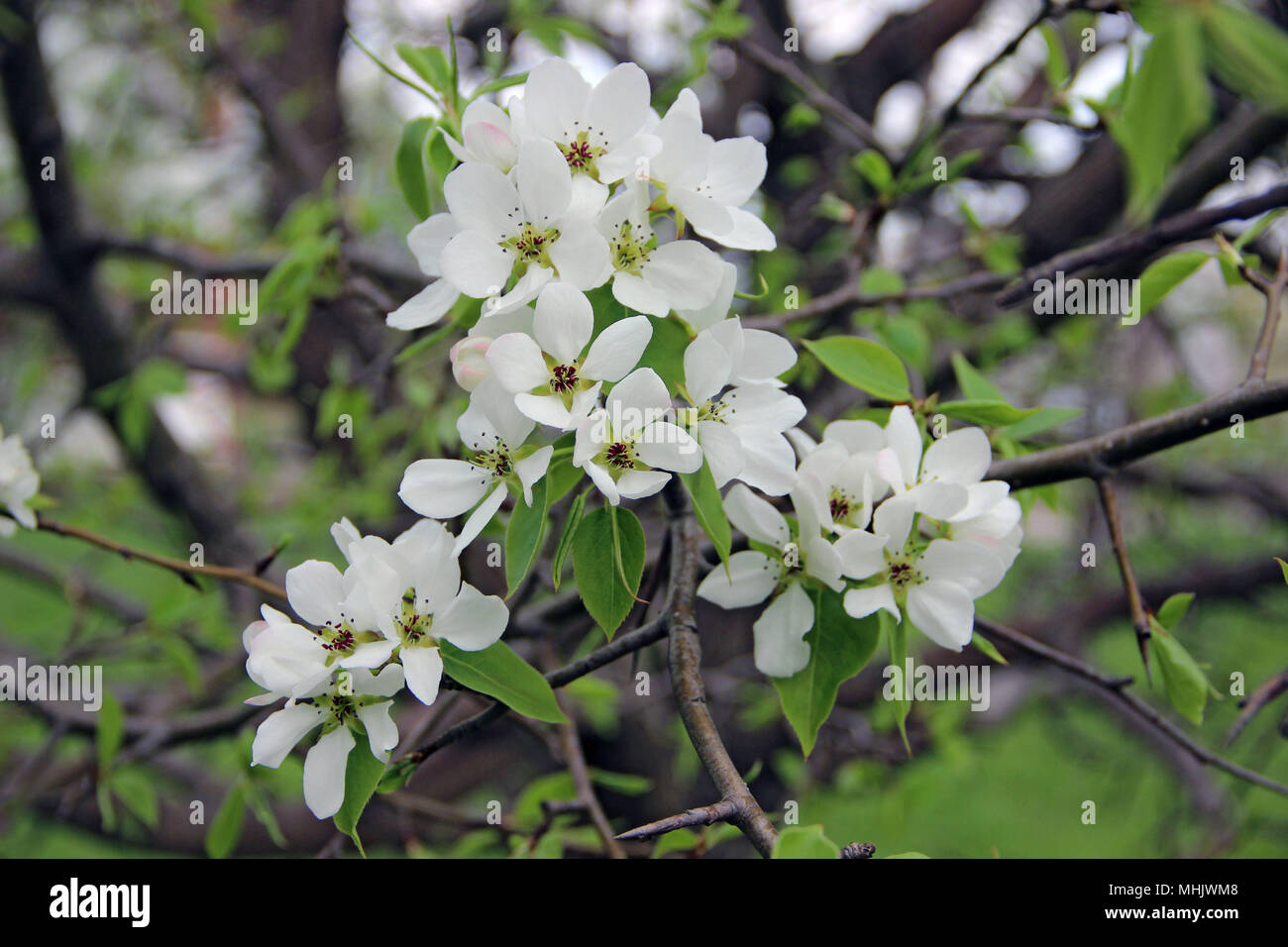 Incredibile closeup immagine di un Apple Blossom Foto Stock