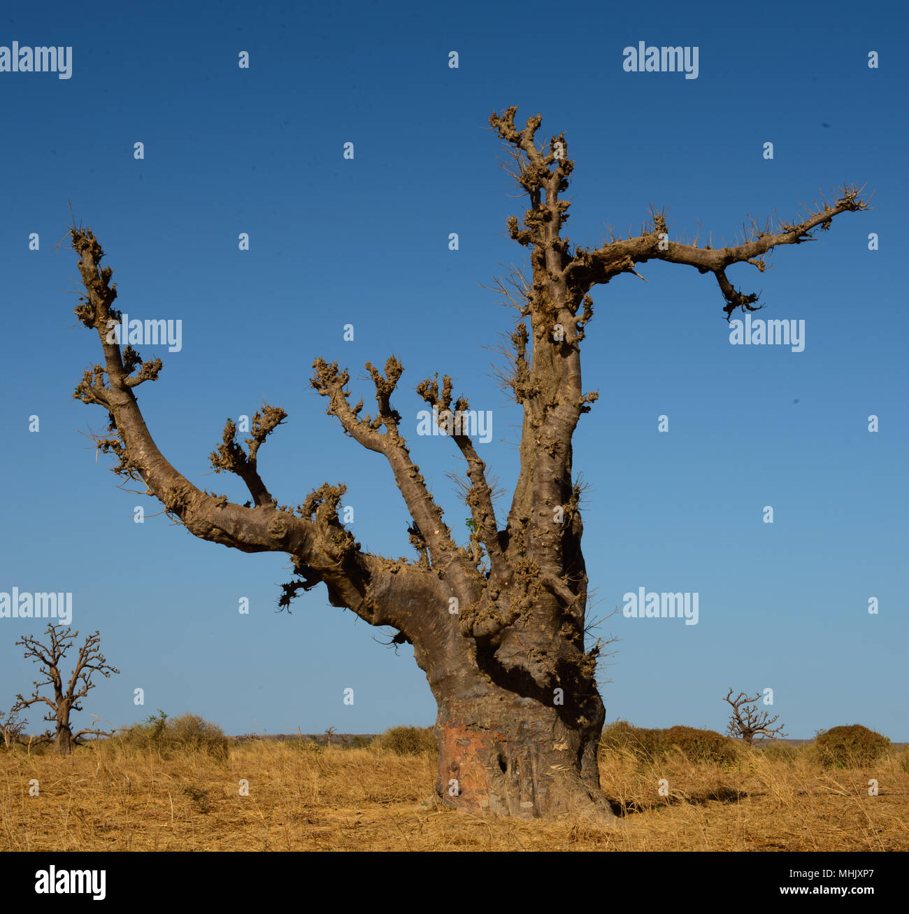 Baobab Inglese Nomi Comuni Per I Baobab Includono Dead Albero Di Ratto Foto Stock Alamy