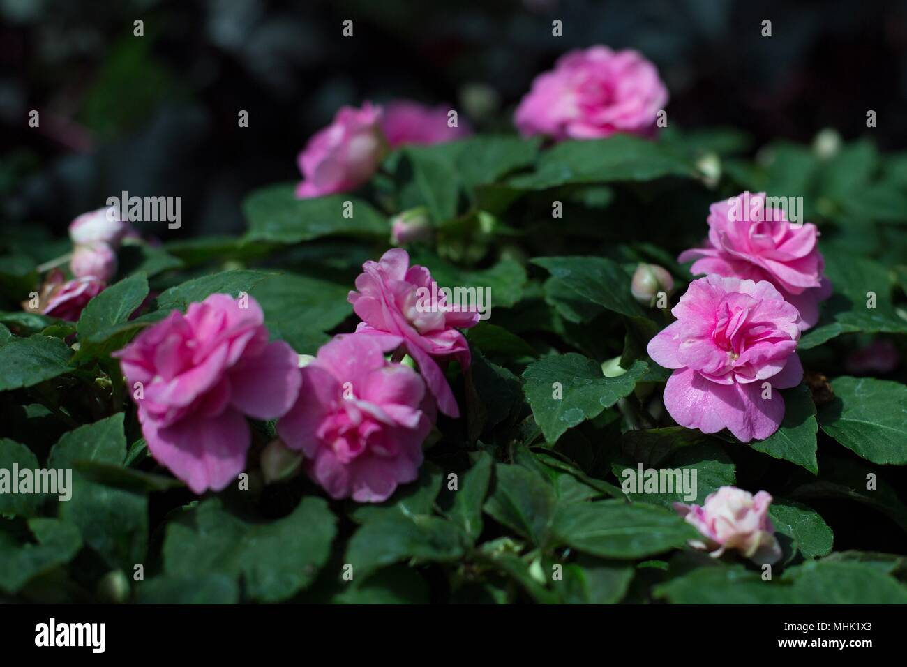 Impatiens rosa fiori. Foto Stock