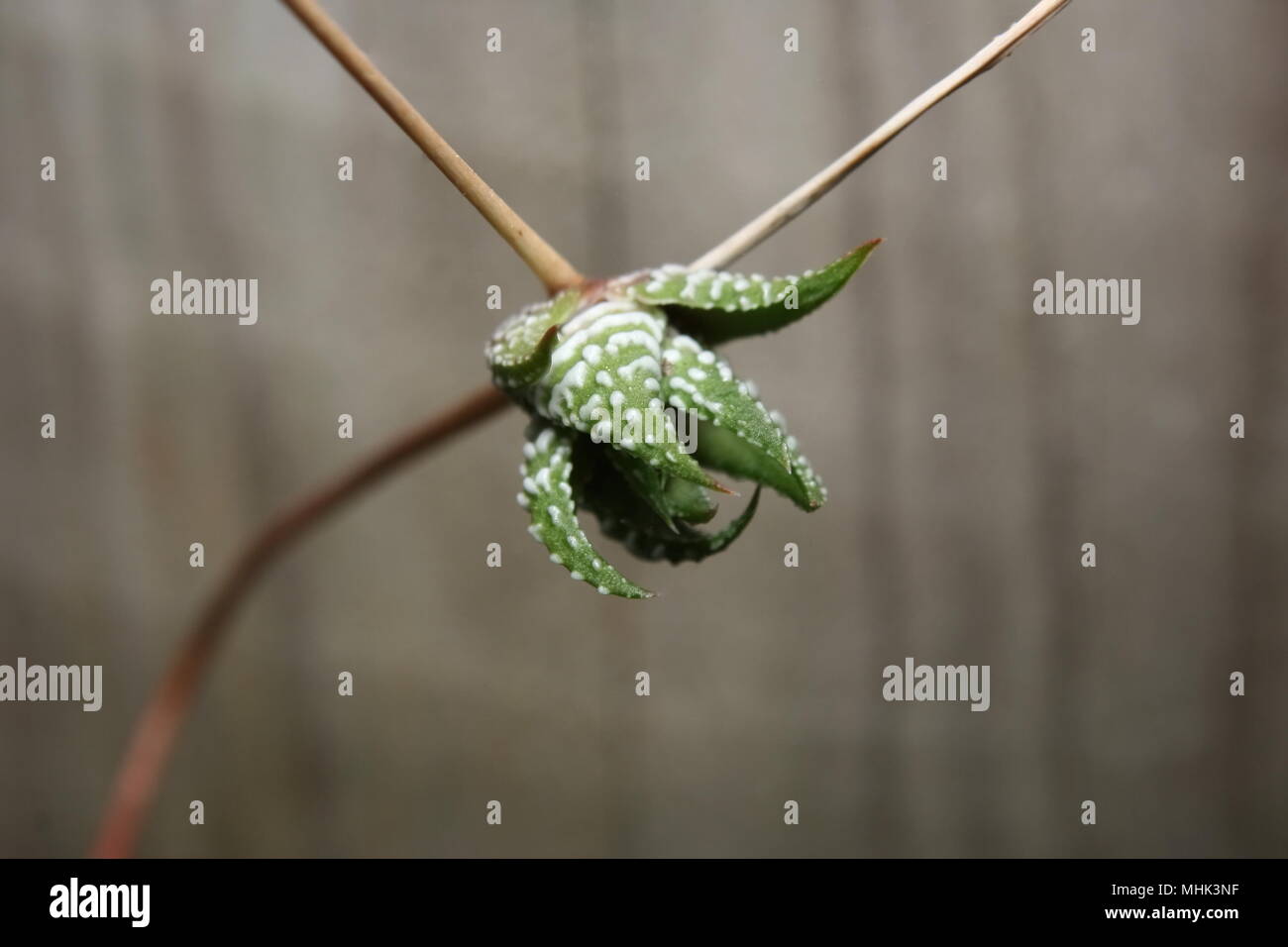 Zebra Cactus che cresce su un gambo Foto Stock