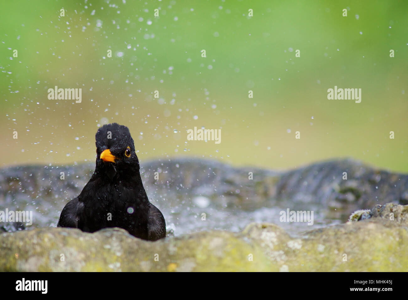 Una vista di un merlo di balneazione in un bagno di uccelli in un giardino UK Credit: Ben rettore/Alamy Stock Photo Foto Stock