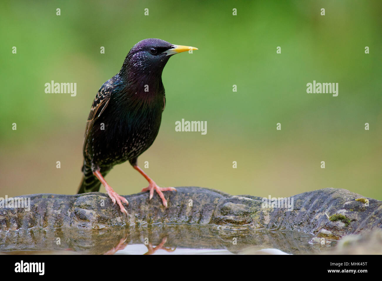 Una vista di un Starling seduta sul bordo di un uccello bagno in un giardino UK Credit: Ben rettore/Alamy Stock Photo Foto Stock