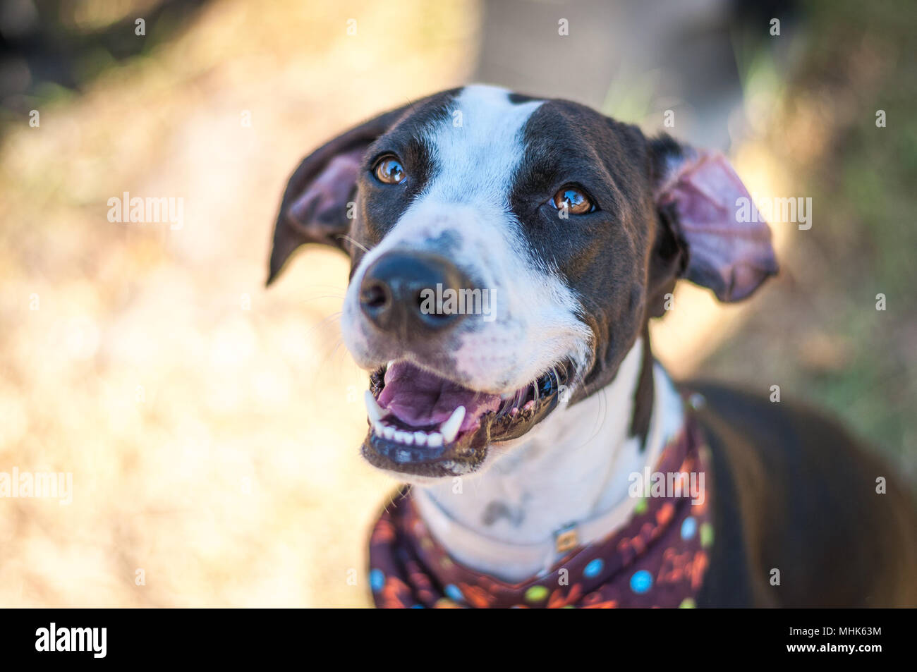 Sorridente Shelter Dog Foto Stock