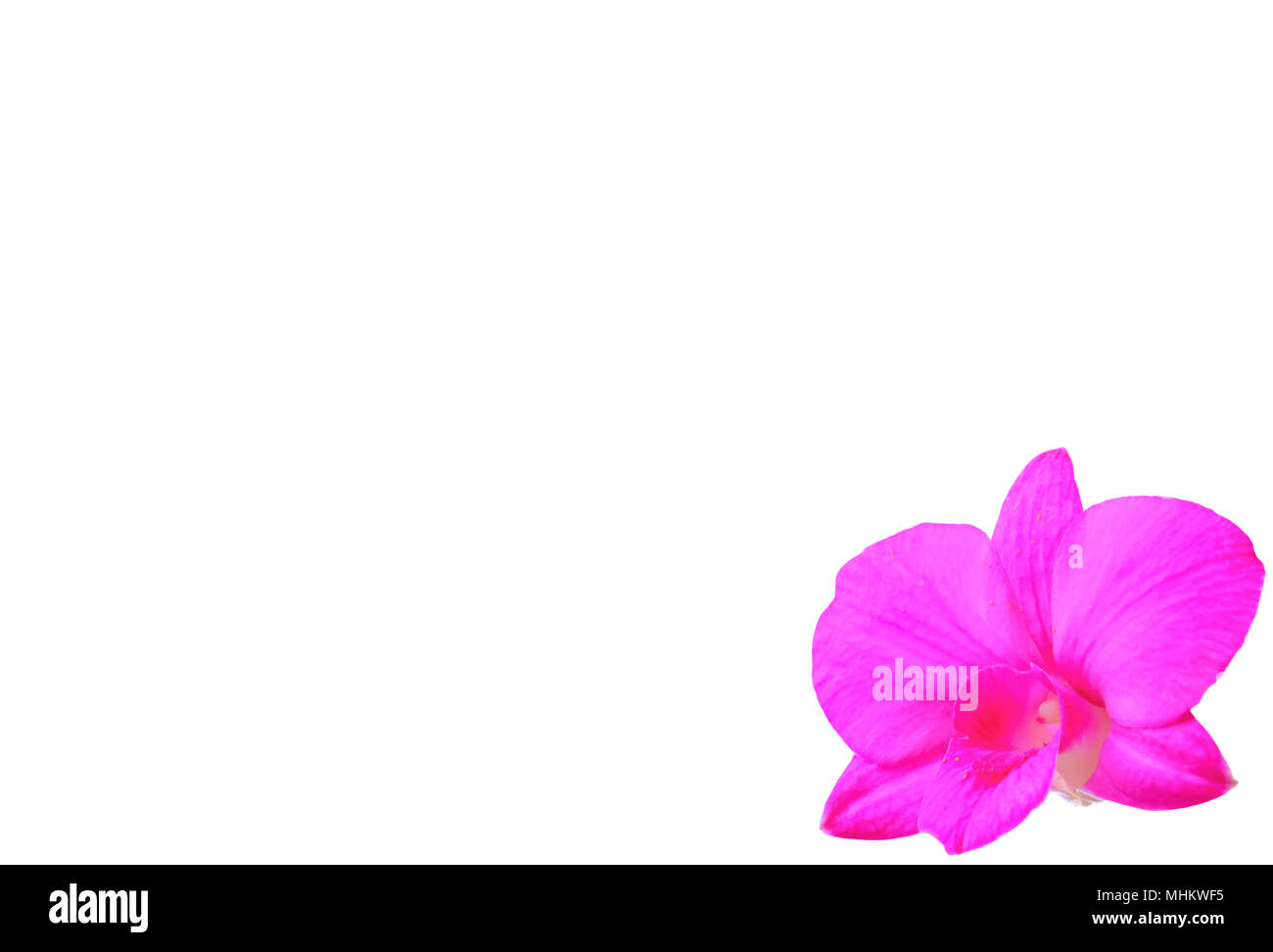 Orchidea rosa su sfondo bianco isolato e utilizzo di spazio per la visualizzazione di testo Foto Stock