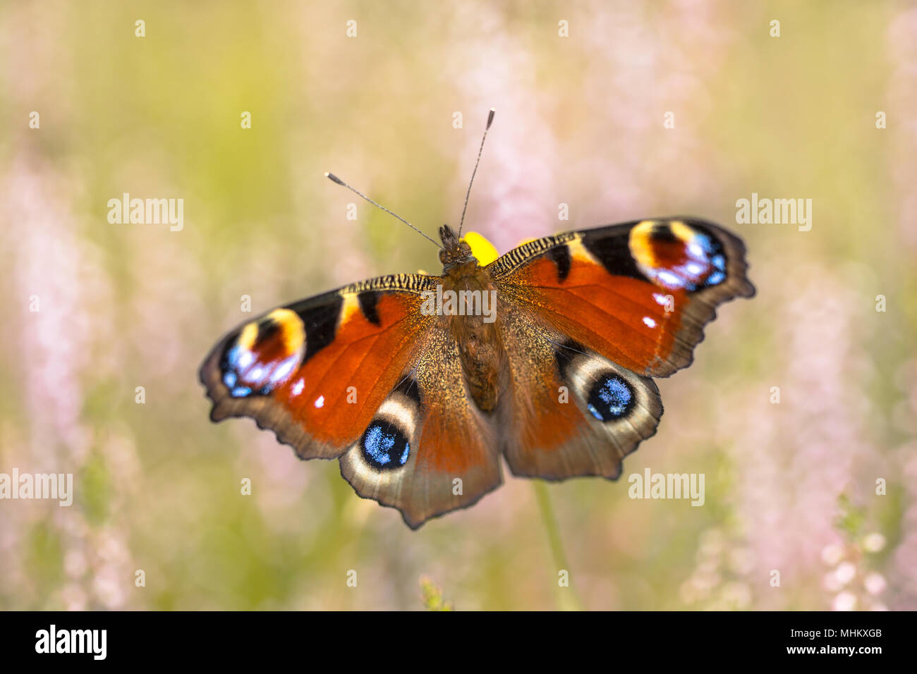 Il Pavone europea (Aglais io) su Heath. Questa è una farfalla colorata, che si trova in Europa e Asia temperata come estremo oriente come il Giappone. Foto Stock