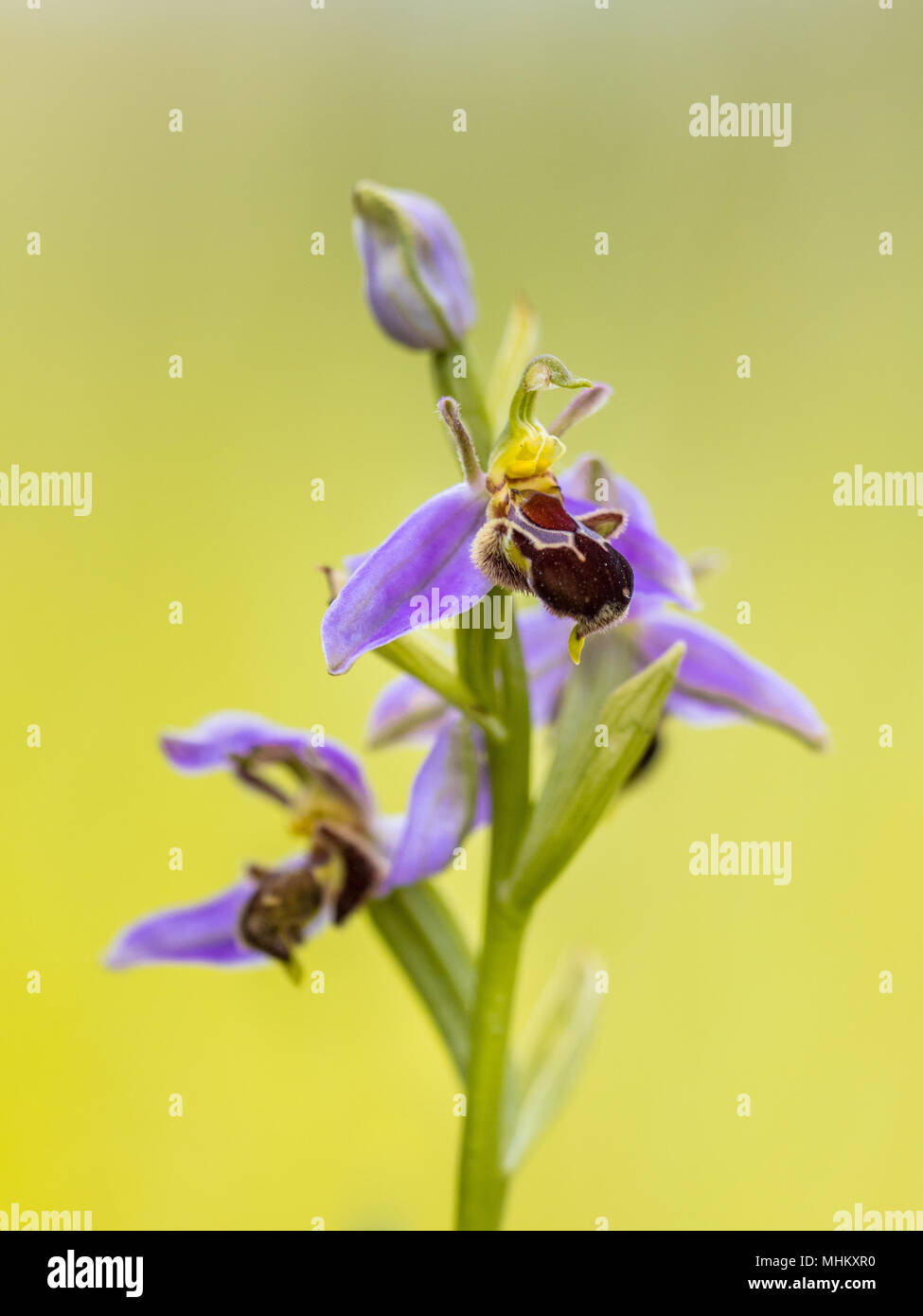 Bee orchid (Ophrys apifera) fiori rosa humblebee mimicing insetti per polinate il fiore. Sfocate su sfondo verde Foto Stock